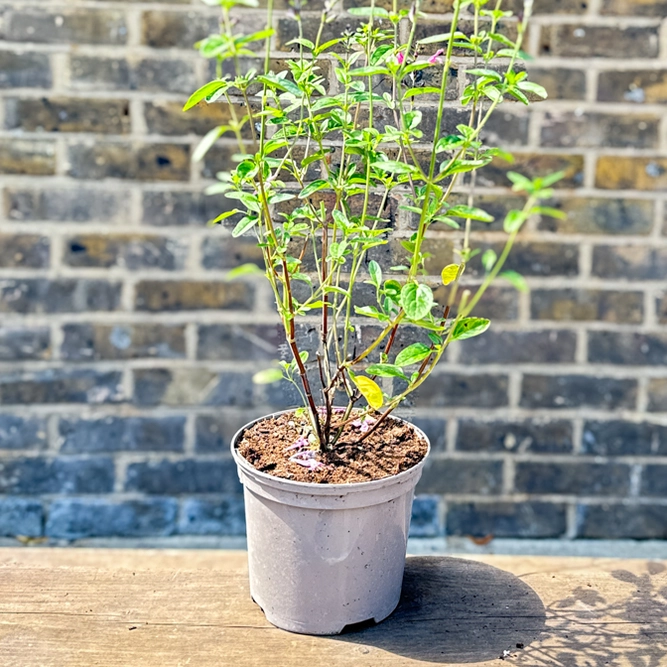 Salvia 'Cuello Pink' (Pot Size 2L) - image 2