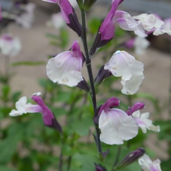 Salvia 'Cuello White' (Pot Size 2L) - image 1