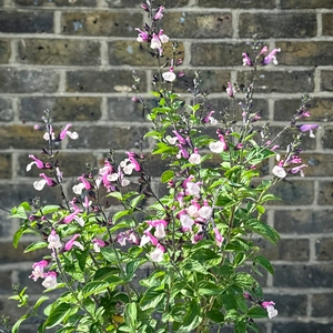 Salvia 'Cuello White' (Pot Size 2L) - image 2