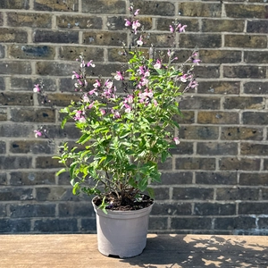 Salvia 'Cuello White' (Pot Size 2L) - image 3