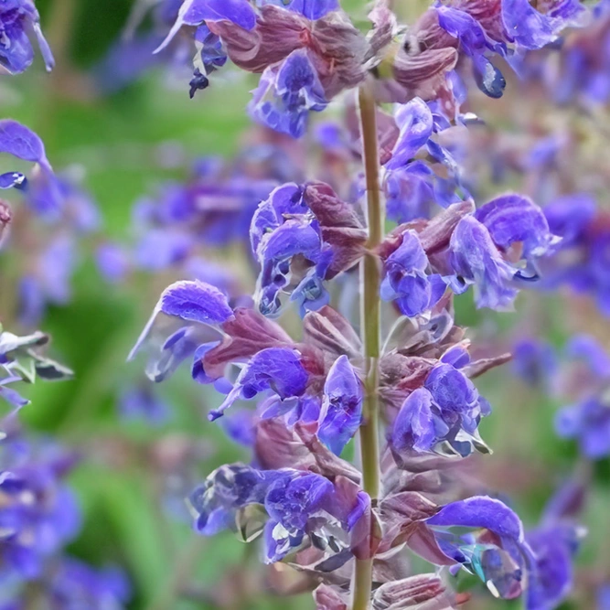 Salvia nemorosa 'Blue Marvel' - Balkan Clary - Woodland Sage