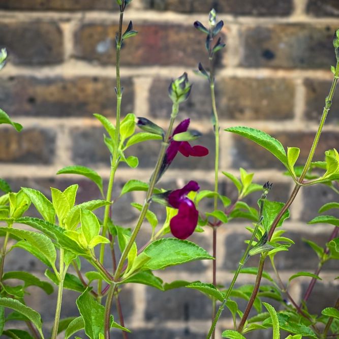 Salvia 'Golden Rosiene' (Pot Size 3L) - image 2