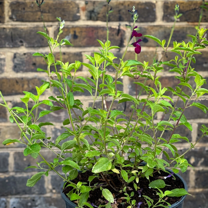 Salvia 'Golden Rosiene' (Pot Size 3L) - image 3