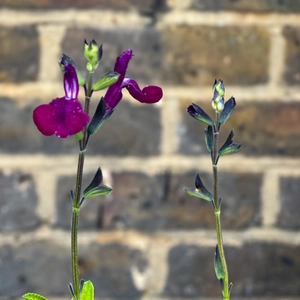 Salvia 'Golden Rosiene' (Pot Size 3L) - image 1