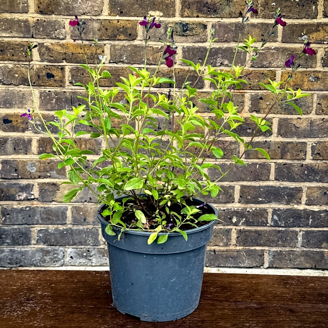 Salvia 'Golden Rosiene' (Pot Size 3L) - image 4