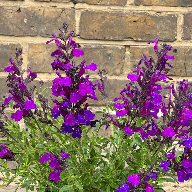 Salvia nemorosa 'Blue Marvel' - Balkan Clary - Woodland Sage