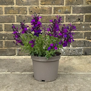 Salvia greggii ‘Deep Purple’ (Pot Size 3L) Purple Autumn Sage - image 2