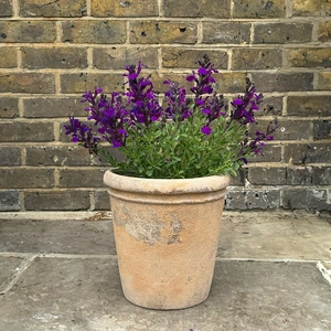 Salvia greggii ‘Deep Purple’ (Pot Size 3L) Purple Autumn Sage - image 3