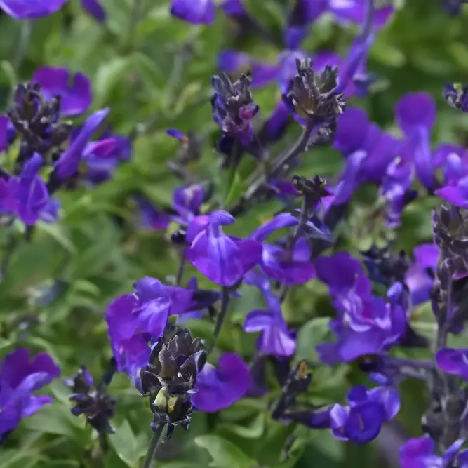 Salvia nemorosa 'Blue Marvel' - Balkan Clary - Woodland Sage