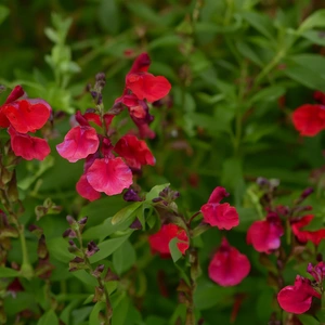 Salvia nemorosa 'Blue Marvel' - Balkan Clary - Woodland Sage