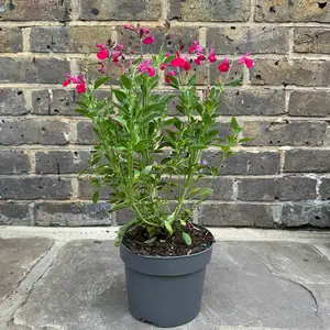 Salvia greggii ‘Mirage Cherry Red’ (Pot Size 3L) Autumn Sage - image 2