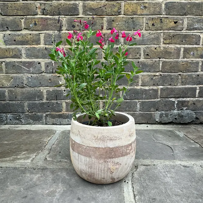 Salvia greggii ‘Mirage Hot Pink’ (Pot Size 17cm) Autumn Sage - image 3