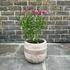 Salvia greggii ‘Mirage Hot Pink’ (Pot Size 17cm) Autumn Sage - image 3