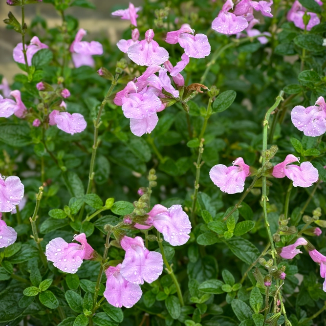 Salvia nemorosa 'Blue Marvel' - Balkan Clary - Woodland Sage