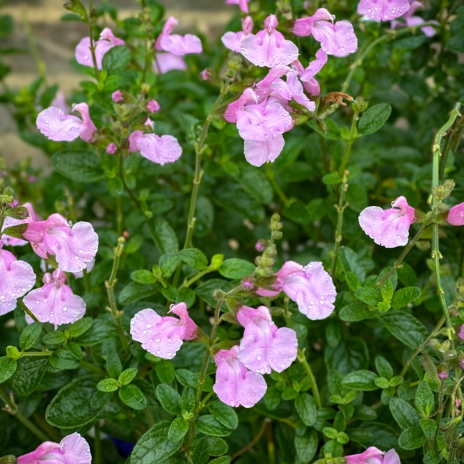 Salvia greggii ‘Soft Pink’ (Pot Size 3L) Autumn Sage - image 2