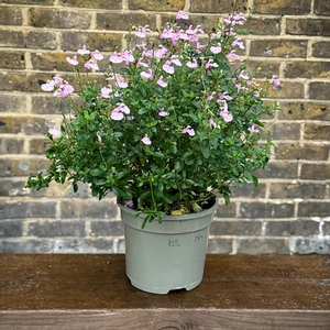 Salvia greggii ‘Soft Pink’ (Pot Size 3L) Autumn Sage - image 4