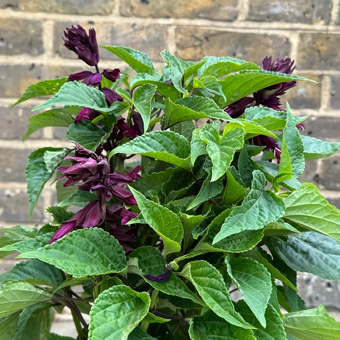 Salvia nemorosa 'Blue Marvel' - Balkan Clary - Woodland Sage