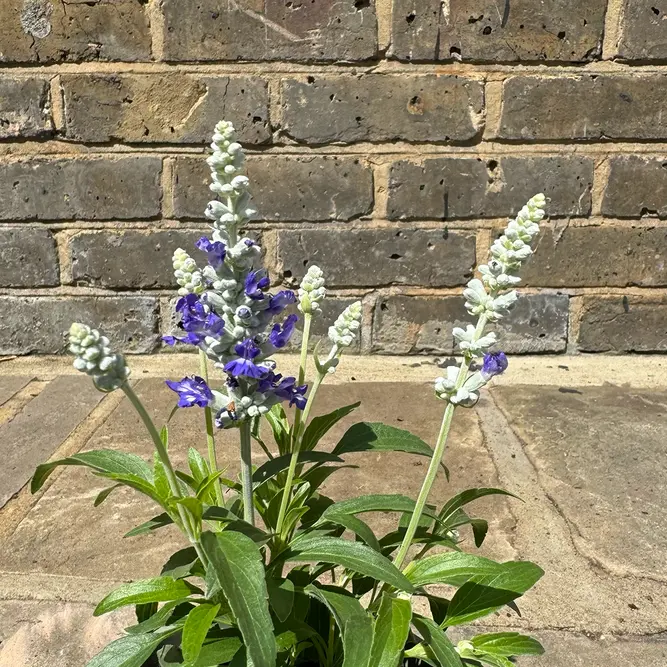 Salvia nemorosa 'Blue Marvel' - Balkan Clary - Woodland Sage