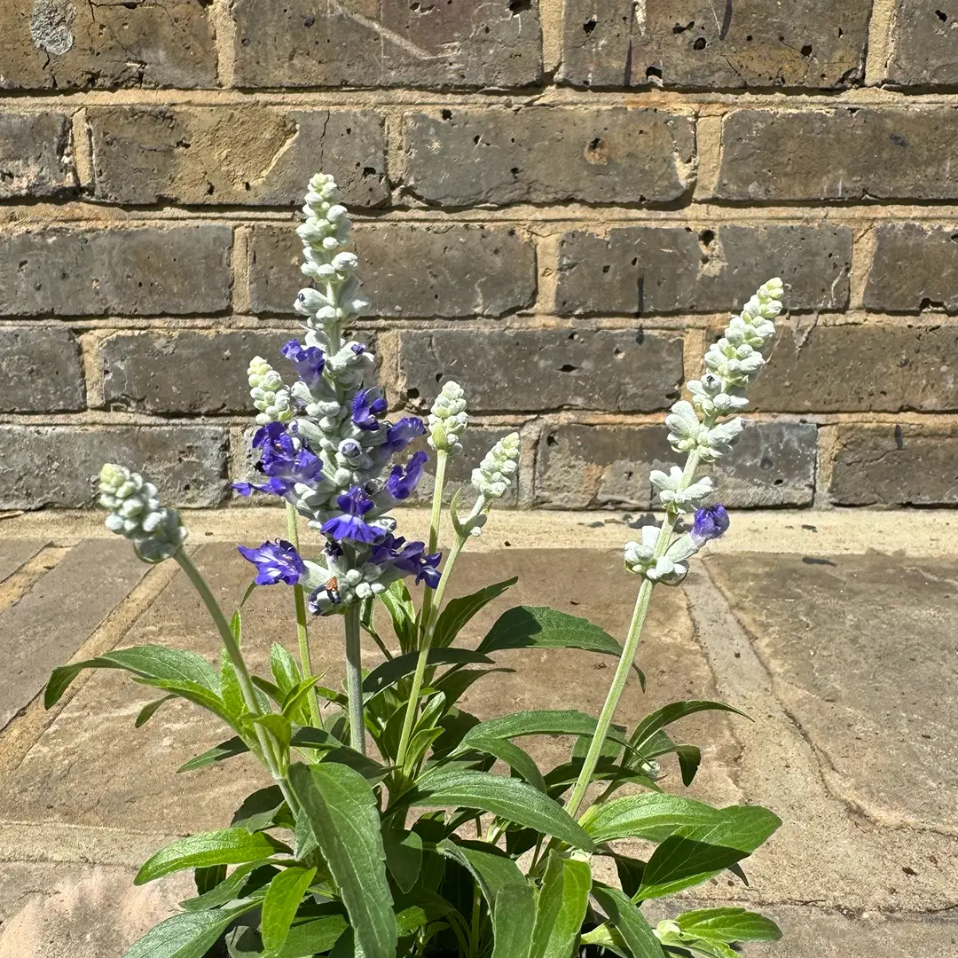 Salvia longispicata x farinacea 'Bi-colour' (Pot Size 1L) Bi-Colour ...