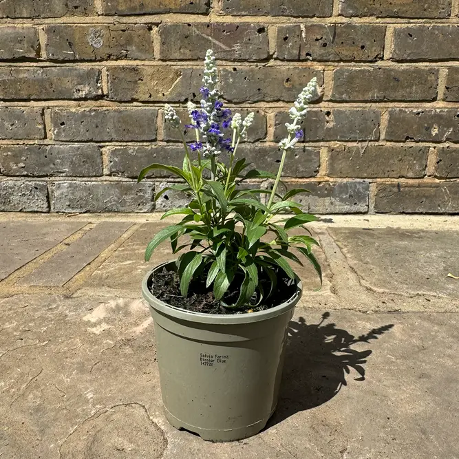 Salvia nemorosa 'Blue Marvel' - Balkan Clary - Woodland Sage