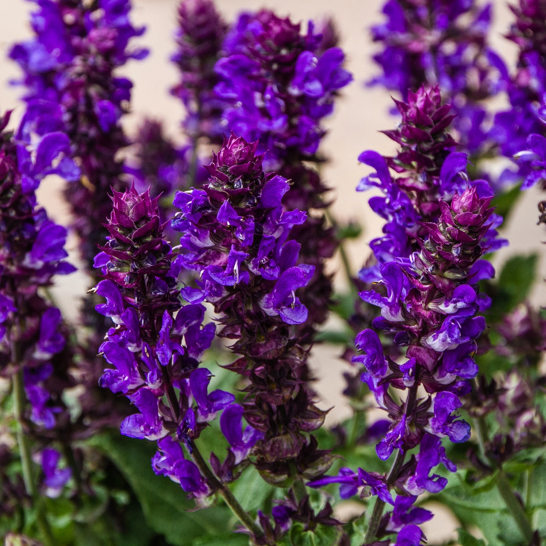 Salvia longispicata x farinacea 'Mystic Spires Blue' (Pot Size 19cm ...