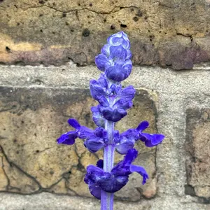 Salvia nemorosa 'Blue Marvel' - Balkan Clary - Woodland Sage