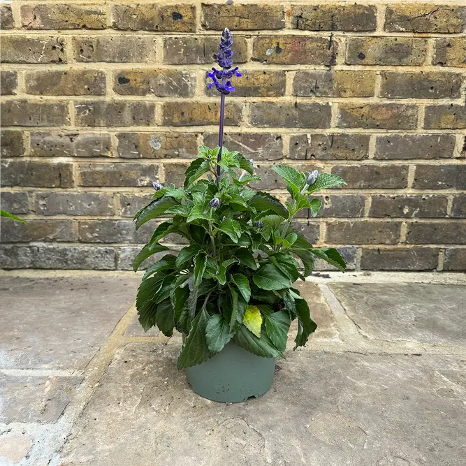 Salvia longispicata x farinacea 'Mystic Spires Blue' (Pot Size 19cm) Mystic Spires Blue Salvia - image 3