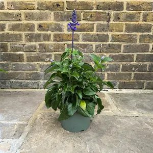 Salvia longispicata x farinacea 'Mystic Spires Blue' (Pot Size 19cm) Mystic Spires Blue Salvia - image 3