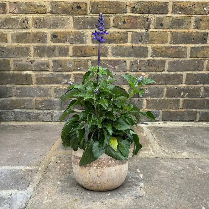 Salvia longispicata x farinacea 'Mystic Spires Blue' (Pot Size 19cm) Mystic Spires Blue Salvia - image 4