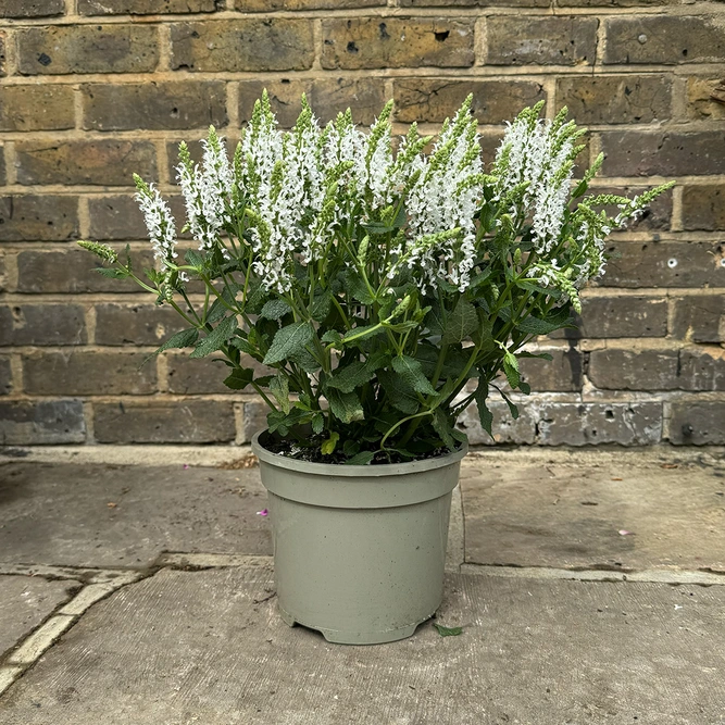 Salvia 'Lyrical White' (Pot Size 3L) Meadow Sage 'Lyrical White' - image 2