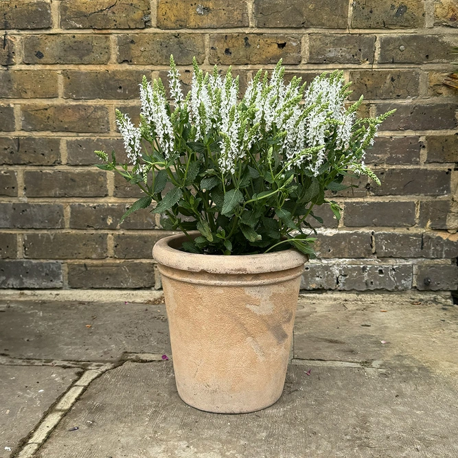 Salvia 'Lyrical White' (Pot Size 3L) Meadow Sage 'Lyrical White' - image 3