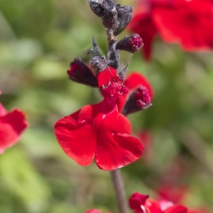 Salvia 'Makris' (Pot Size 3L) - image 1