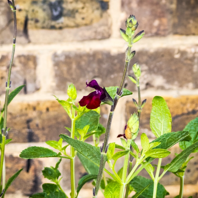 Salvia 'Makris' (Pot Size 3L) - image 2