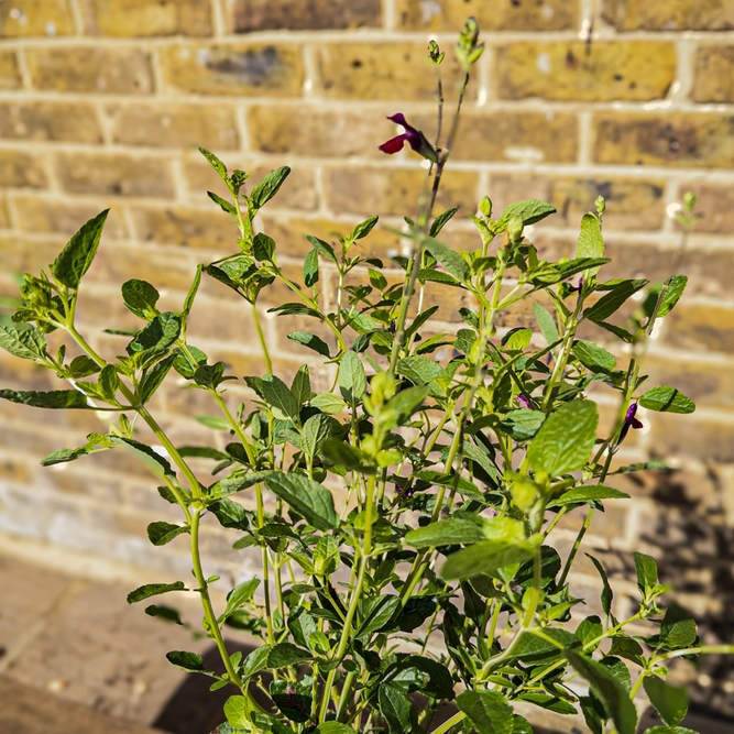 Salvia 'Makris' (Pot Size 3L) - image 3