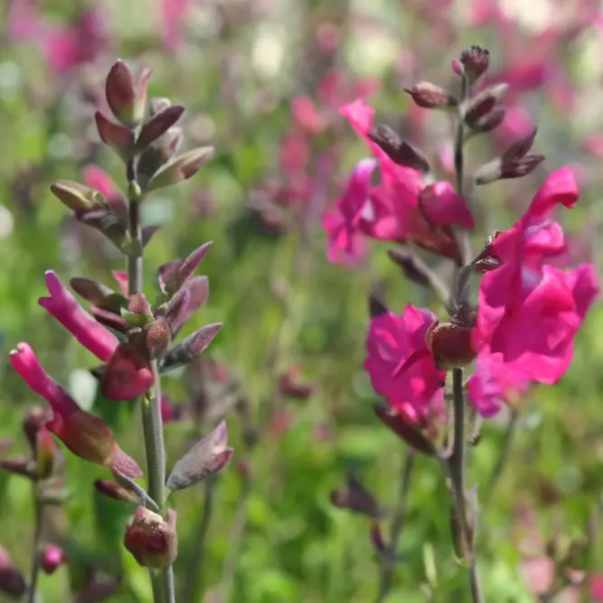 Salvia nemorosa 'Blue Marvel' - Balkan Clary - Woodland Sage