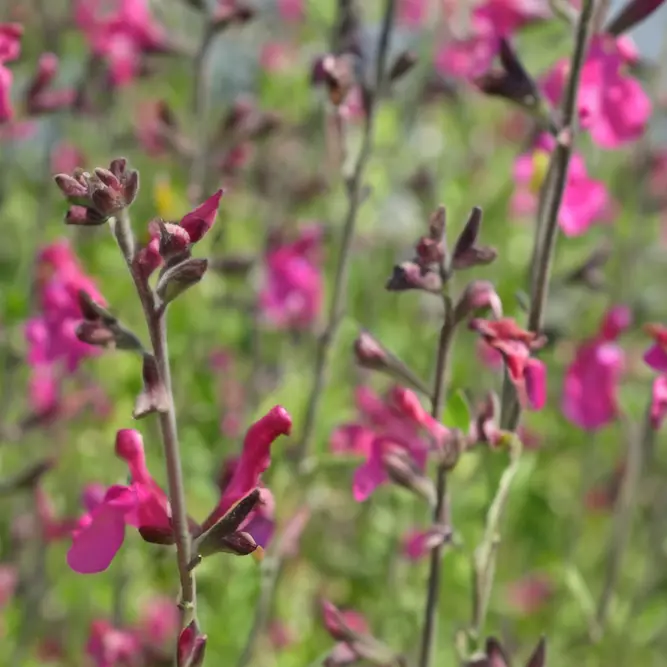 Salvia microphylla ‘Cerro Potosi’ (Pot Size 2L) Cerro Potosi Sage - image 2