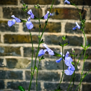 Salvia nemorosa 'Blue Marvel' - Balkan Clary - Woodland Sage