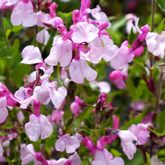 Salvia microphylla 'Joy' (Pot Size 3L) Joy Sage - image 2