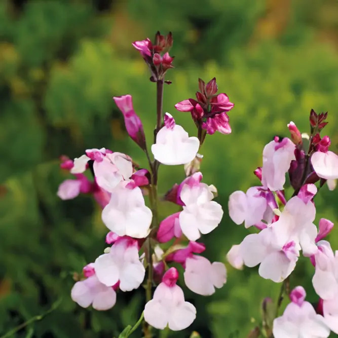 Salvia nemorosa 'Blue Marvel' - Balkan Clary - Woodland Sage