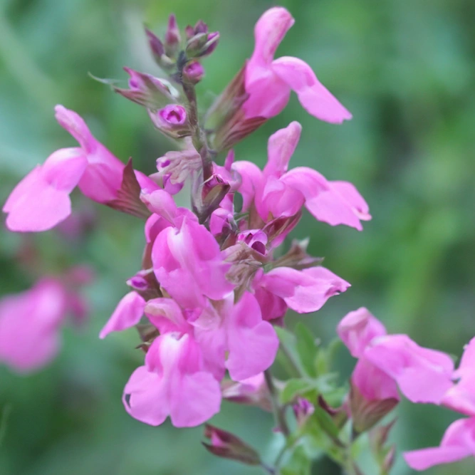 Salvia nemorosa 'Blue Marvel' - Balkan Clary - Woodland Sage