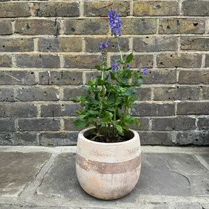 Salvia nemorosa 'Blue Marvel' (Pot Size 3L) Salvia Blue Marvel - image 5