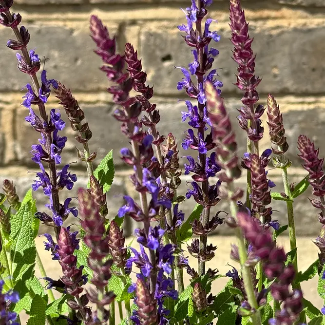 Salvia nemorosa 'Caradonna Dark Blue' (Pot Size 17cm) Caradonna Dark Blue Sage - image 1