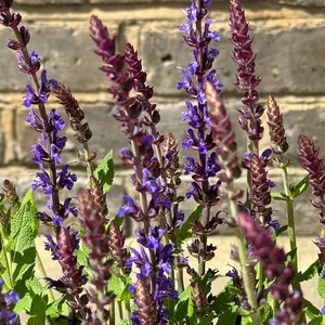 Salvia nemorosa 'Caradonna Dark Blue' (Pot Size 17cm) Caradonna Dark Blue Sage - image 1