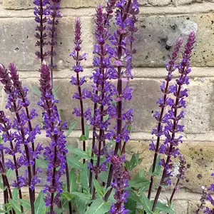 Salvia nemorosa 'Caradonna Dark Blue' (Pot Size 17cm) Caradonna Dark Blue Sage - image 2