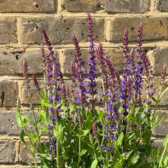 Salvia nemorosa 'Caradonna Dark Blue' (Pot Size 17cm) Caradonna Dark Blue Sage - image 3