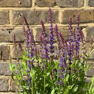 Salvia nemorosa 'Caradonna Dark Blue' (Pot Size 17cm) Caradonna Dark Blue Sage - image 3