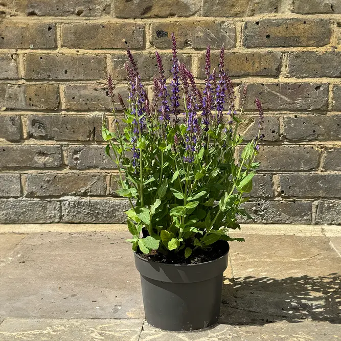 Salvia nemorosa 'Caradonna Dark Blue' (Pot Size 17cm) Caradonna Dark Blue Sage - image 4