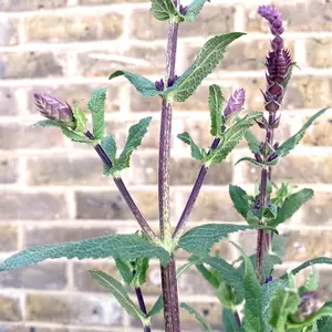 Salvia nemorosa ‘Caradonna’ (Pot Size 3L) Meadow Sage - image 1