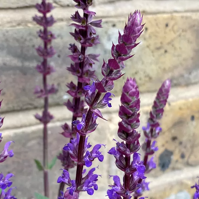 Salvia nemorosa ‘Caradonna’ (Pot Size 3L) Meadow Sage - image 3