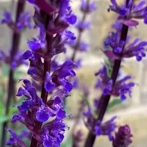 Salvia nemorosa ‘Caradonna’ (Pot Size 3L) Meadow Sage - image 4